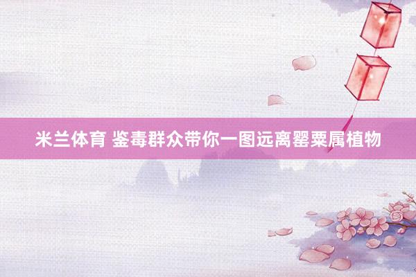 米兰体育 鉴毒群众带你一图远离罂粟属植物
