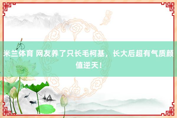 米兰体育 网友养了只长毛柯基，长大后超有气质颜值逆天！