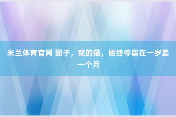 米兰体育官网 团子，我的猫，始终停留在一岁差一个月